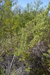 Cliffortia phillipsii