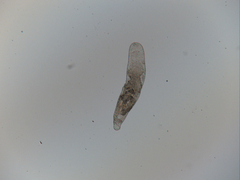 Macrostomum balticum