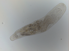 Macrostomum balticum