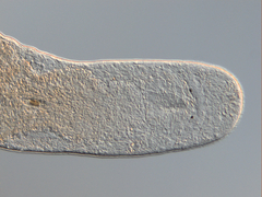 Macrostomum balticum