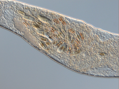 Macrostomum balticum