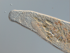 Macrostomum balticum