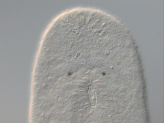 Macrostomum balticum
