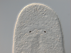 Macrostomum balticum