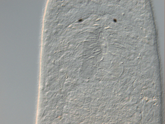 Macrostomum balticum