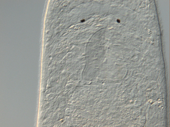 Macrostomum balticum