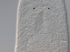Macrostomum balticum