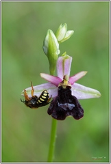 Ophrys bertolonii benacensis