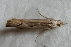 Lepidoptera
