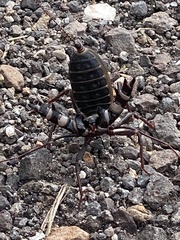 Mastigoproctus giganteus