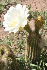 Trichocereus schickendantzii