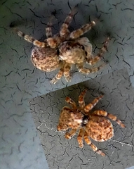 Araneae
