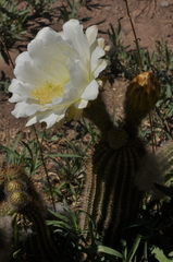 Trichocereus schickendantzii