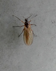 Insecta