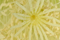 Trichocereus schickendantzii