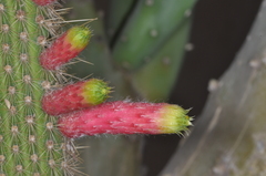 Cleistocactus smaragdiflorus