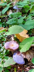 Cortinarius subfoetidus