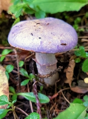 Cortinarius subfoetidus