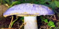 Cortinarius subfoetidus