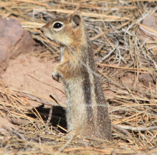Callospermophilus lateralis