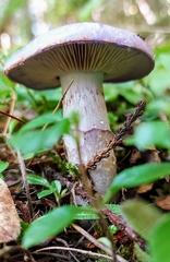 Cortinarius subfoetidus