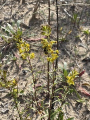 Solidago gillmanii