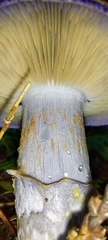 Cortinarius subfoetidus