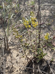 Solidago gillmanii