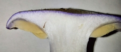 Cortinarius subfoetidus