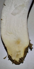 Cortinarius subfoetidus