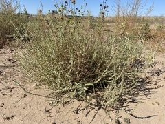 Salsoloideae