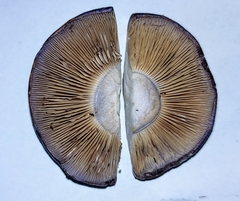 Cortinarius subfoetidus