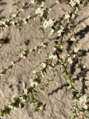 Salsoloideae
