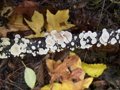 Crepidotus versutus