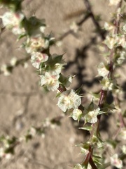 Salsoloideae