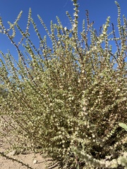 Salsoloideae