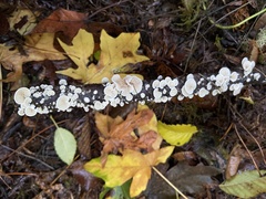 Crepidotus versutus