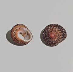 Clanculus pharaonius