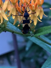 Oncopeltus fasciatus