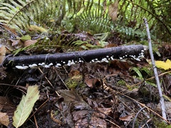 Crepidotus versutus