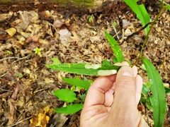 Astrotischeria astericola