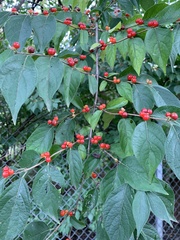 Oncopeltus fasciatus