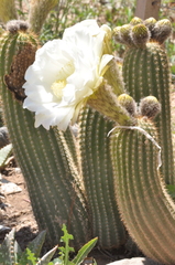 Trichocereus schickendantzii