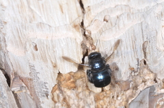 Xylocopa splendidula