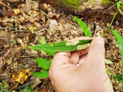 Astrotischeria astericola