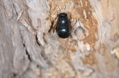 Xylocopa splendidula