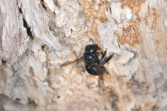 Xylocopa splendidula