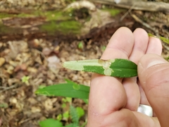 Astrotischeria astericola