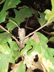 Pseudoneuroterus macropterus