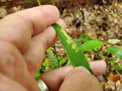 Astrotischeria astericola